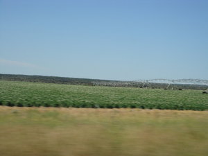 Potato fields in Idaho 