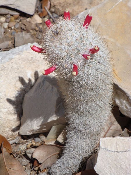Seed pods on a cactus