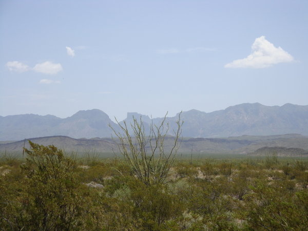 Ocotilla plant and Chisos mountains