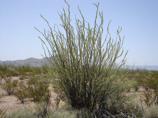 Ocotilla plant