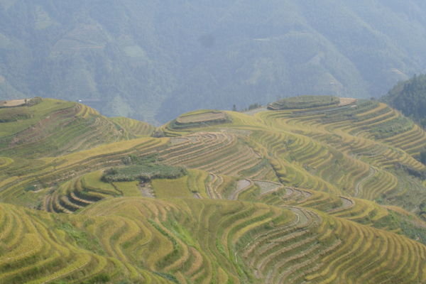 rice-fields - Ping an