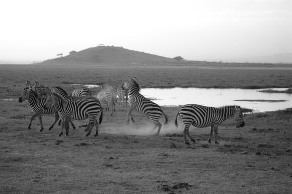 zebra's in Amboseli