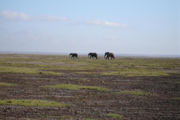 elephants Amboseli