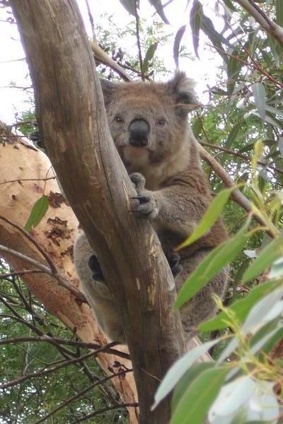 Koala's - trip Adelaide Melbourne