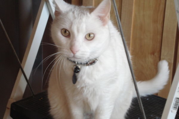 Selena - my deaf white cat
