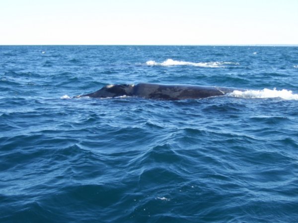 Right Whale Watching_Peninsula Valdes