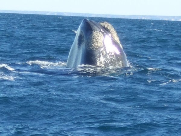 Right Whale Watching_Peninsula Valdes