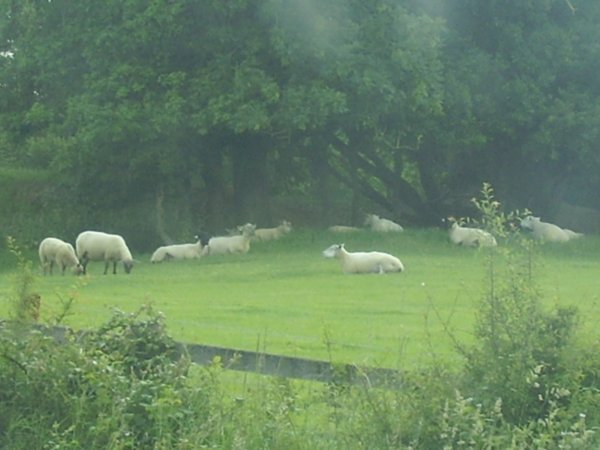 More sheep