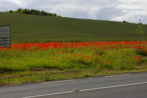 Poppies on theside of the road