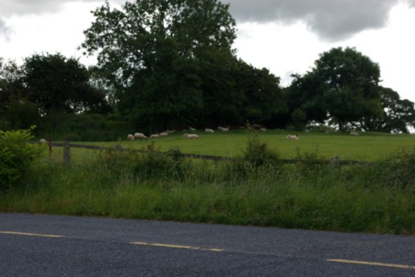 Sheep on side of road
