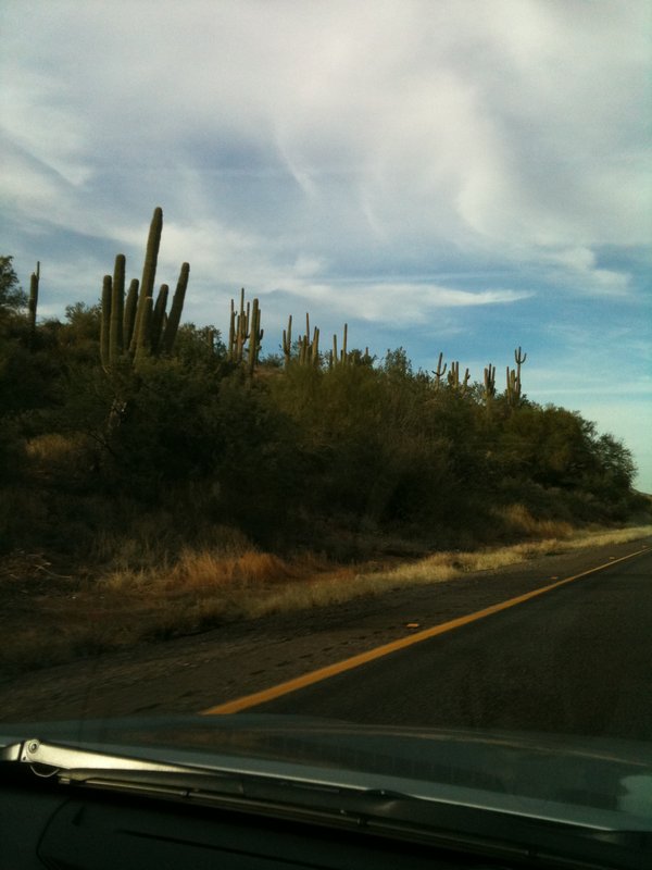 CactusDriving