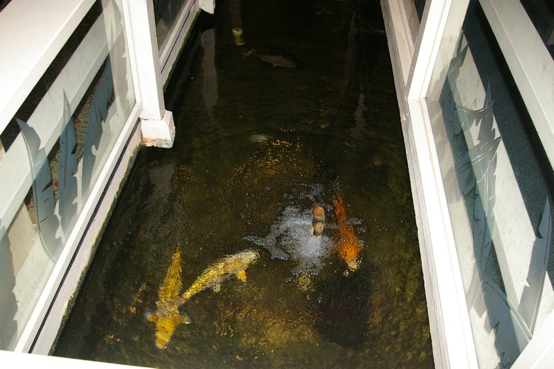 Fish pond in hotel