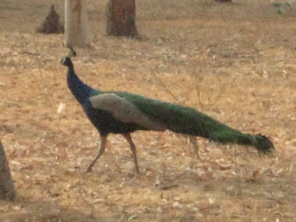 One of many wild peacocks