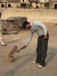 Our driver, feeding a monkey