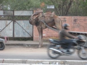 Camel watching motorbike