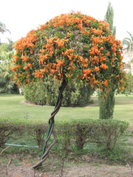 Orange flowerd tree
