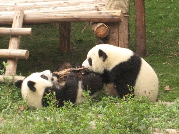 Toddler Pandas