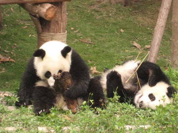 Toddler Pandas