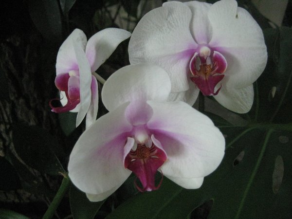In the Orchid Garden