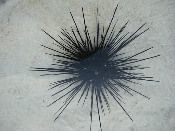 Sea Urchin in the tidepools
