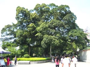 800 Year Old Banyan Tree