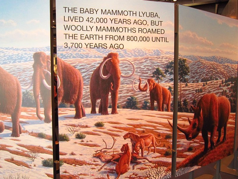 Lyuba, The Woolly Mammoth
