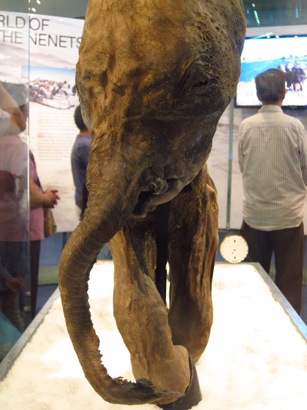 Lyuba, The Woolly Mammoth