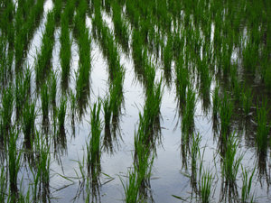 rows of rice