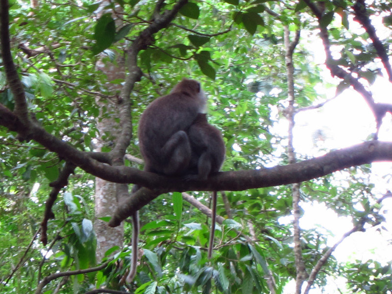 In the Monkey Forest