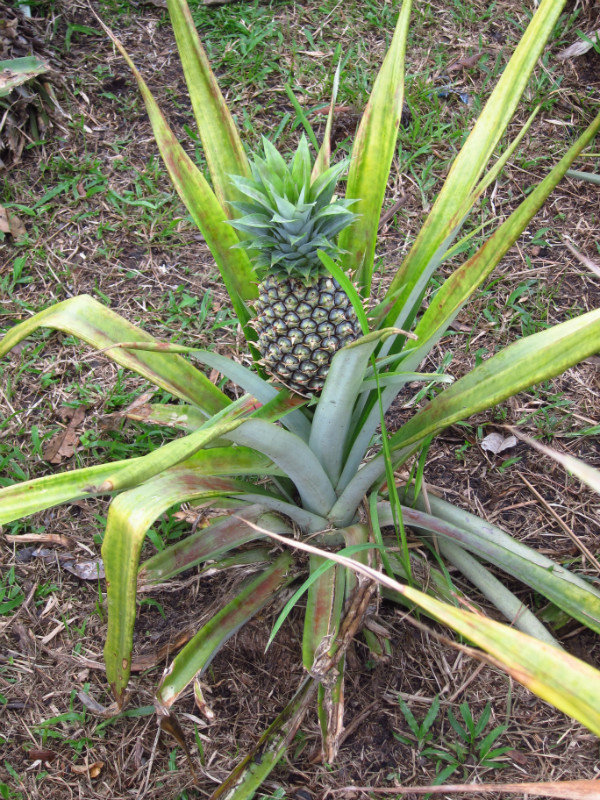 pineapple plant!
