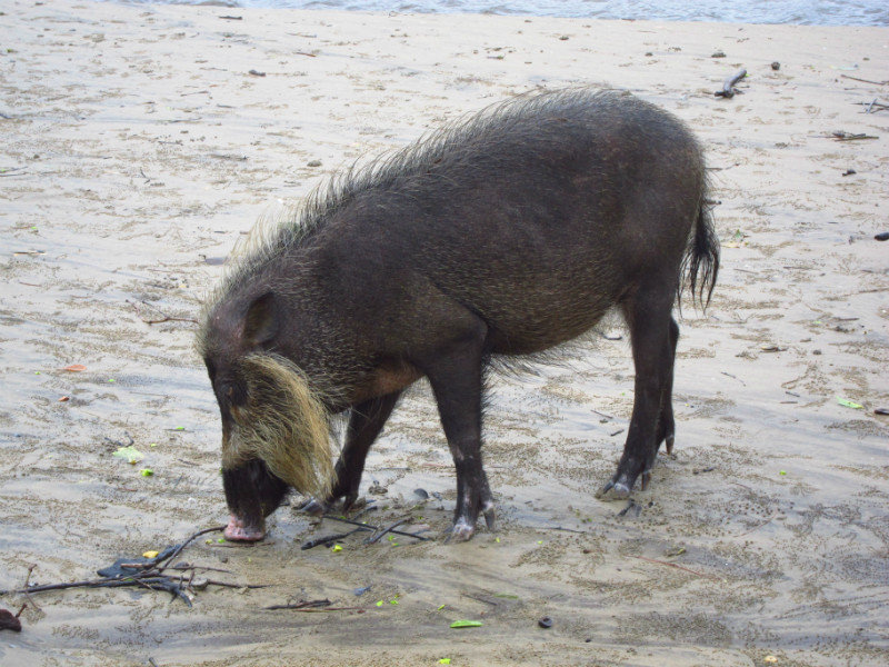 Bornean Bearded Pig