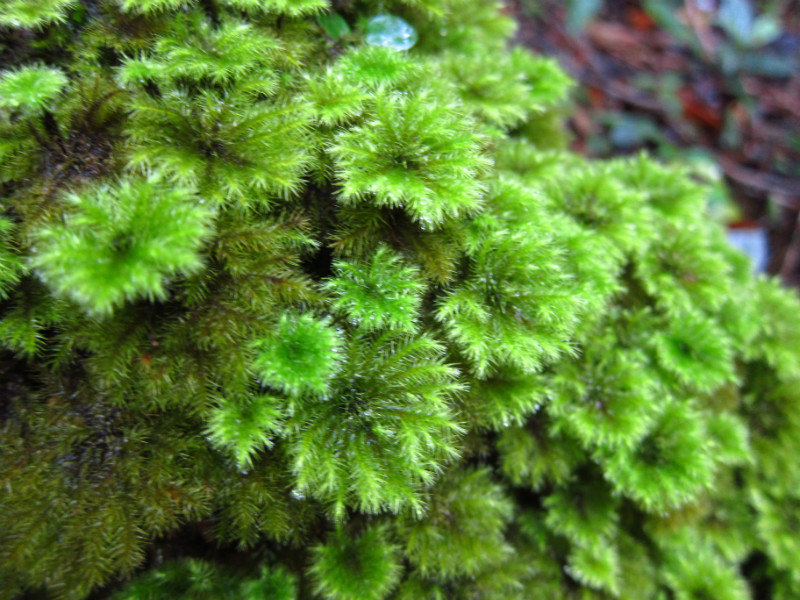 pretty moss