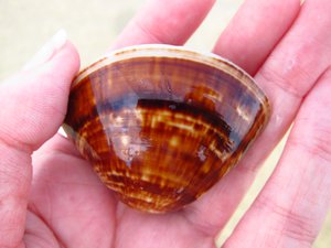 Pretty shell