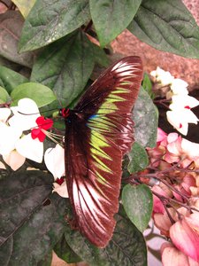At the butterfly place