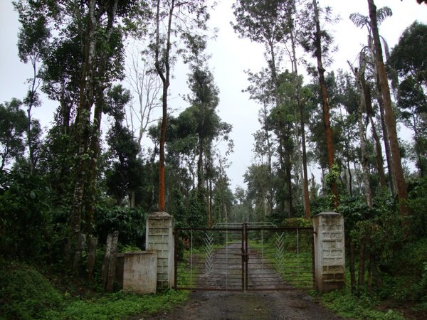 The Entrance to the Coffee Estate 