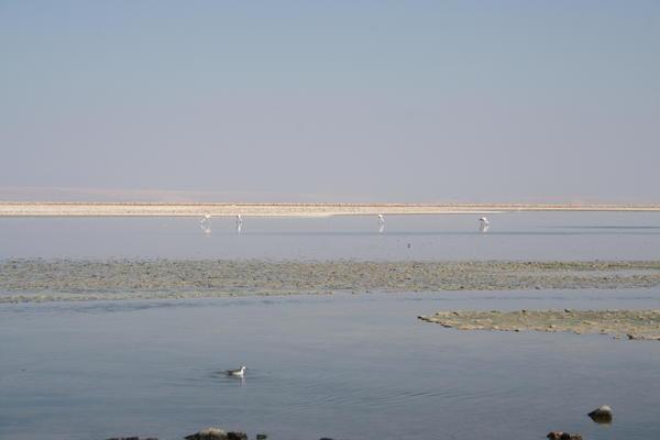 salt lake flamingos 1