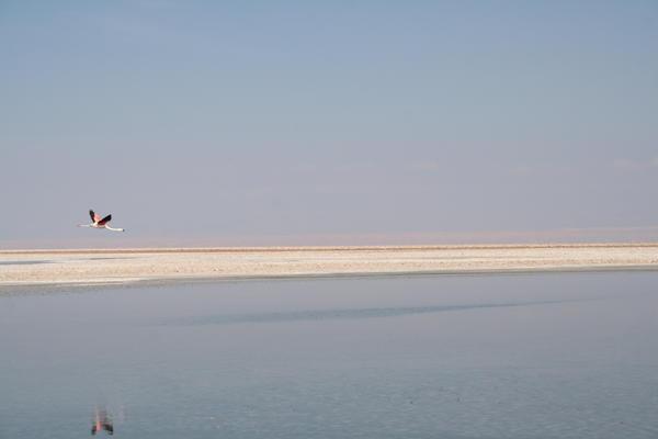 salt lake flamingos 2