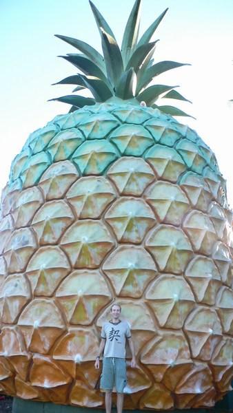A really big Pineappple