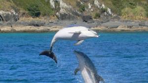 No11a. Experience - Dolphin&Whale Watching, New Zealand