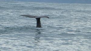 No11b Experience -  Dolphin&Whale Watching, New Zealand