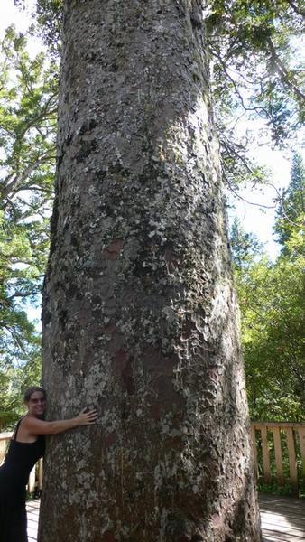 Huge Kauri Trees