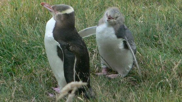 Pingu and kiddy