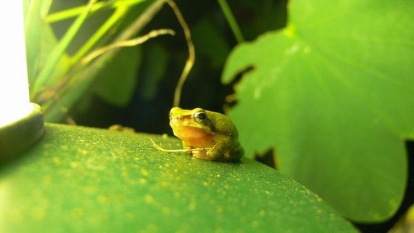 Little frog. Hmm interesting!
