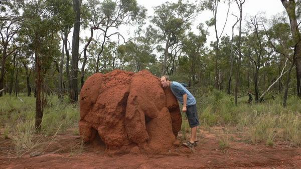 Tasty termite mounds