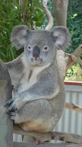 Bruce Koala
