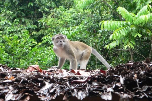 Wild long tailed macque monkey