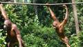 Baby Semi Wild Orangu-tangs