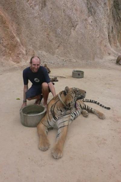 Holy shit, i'm stroking a real tiger