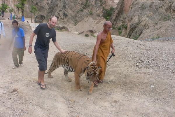 Walking with tiger (and monk) home