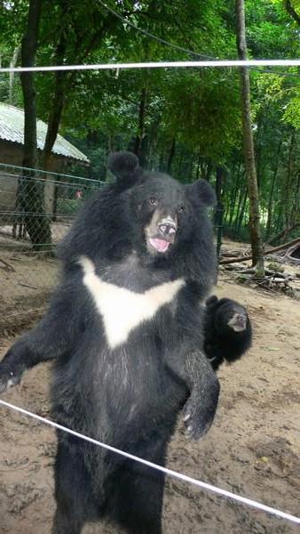 Asiatic Black Bears